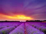 Lavender Cold Process Soap