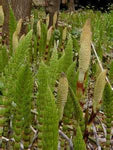 Horsetail Bay Cold process Garden Soap