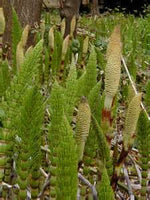 Horsetail Bay Cold process Garden Soap