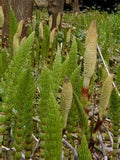 Horsetail Bay Cold process Garden Soap