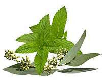 Spearmint and Eucalyptus Cold Process Soap